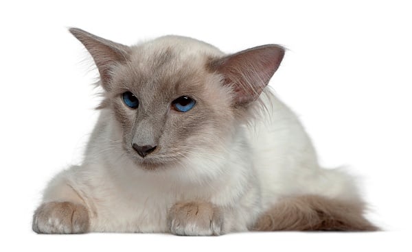 A Balinese long nose cat laying down with a white coat and blue eyes.