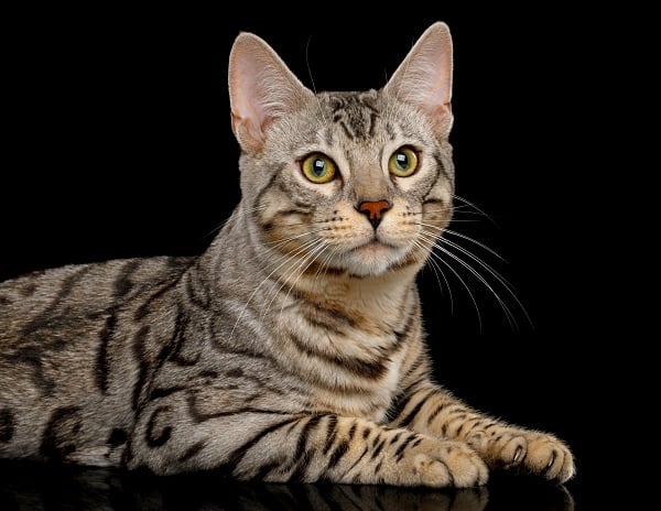 Bengal long nose cat breed with black stripes.