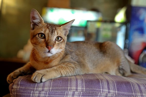 Tan Chausie long nose cat breed laying down.
