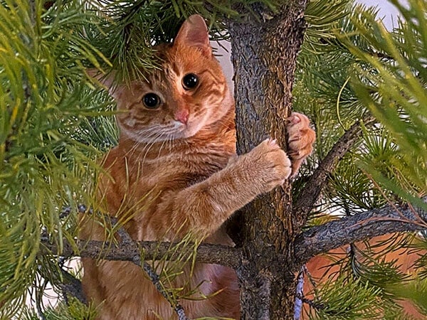 Mini, our 2 year old orange Moggy long nose cat climbing our Christmas tree