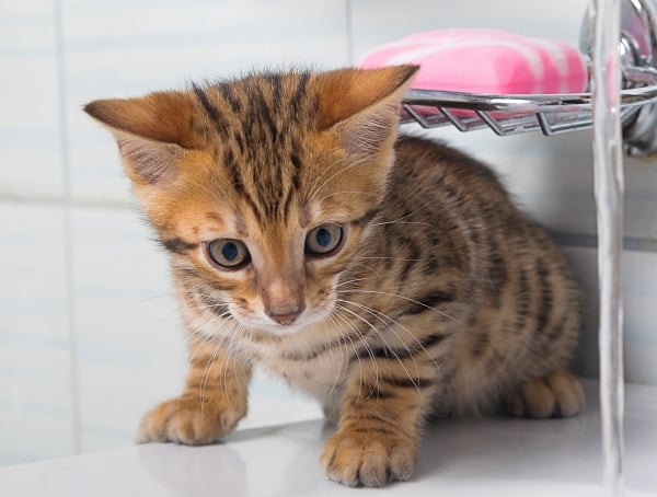 An orange with black stripes Moggy long nose kitten