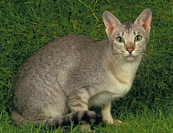 A light grey Oriental Longhair long nose cat sitting on grass.