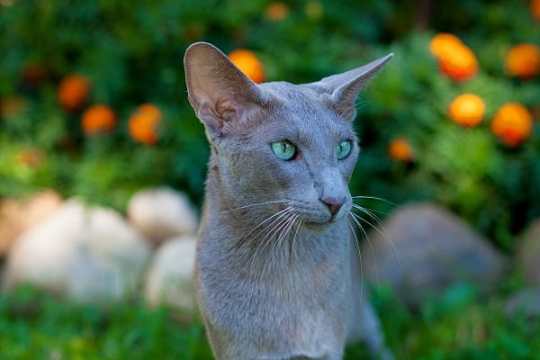 A grey Oriental Shorthair long nose cat breed outside in a garden with green grass.