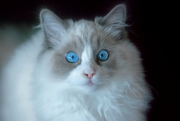 A white Rag Doll long nose cat with a light grey face and light blue eyes.