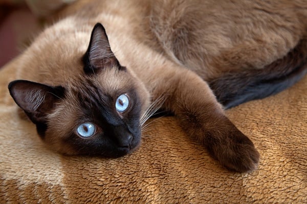 Siamese Long Nose cat with light blue eyes and a black face.