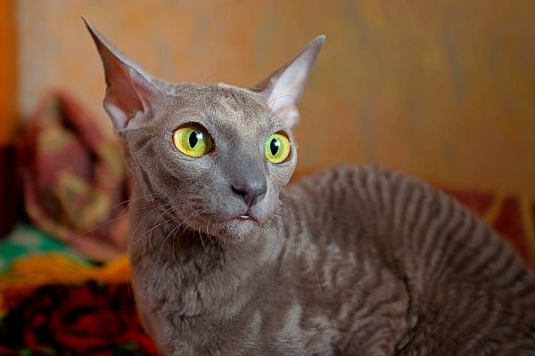 A light grey Sphynx Long Nose cat with light green eyes.