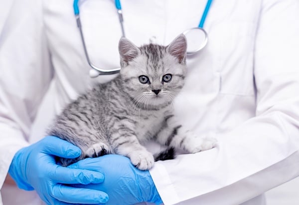 A grey kitten in the arms of a veterinarian in white scrubs with blue exam gloves. Male cat before and after neutering.
